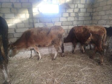 inək şəkli: Iki dənə 3 Qarına boğaz inək martın axırına doğacaqlar super mallardır — 1