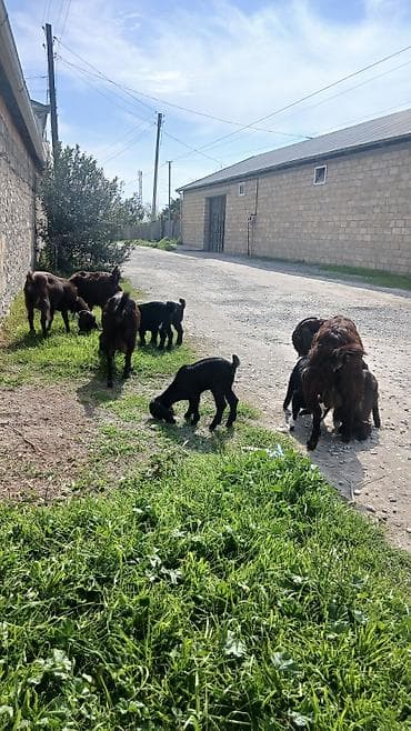 keci dərisi: Satlır təktəkde komda istiyen olsa yazın – Şəkillərdə iki baş — 6