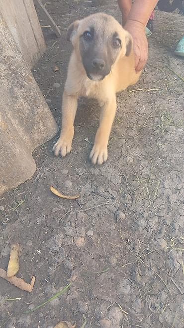 sirin it sekilleri: It balası – qarışıq cins tipli, orta ölçüyə doğru böyüyən. - Rəng — 6