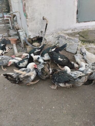 Куры: Самец, | Lal ordek, Для мяса — 3