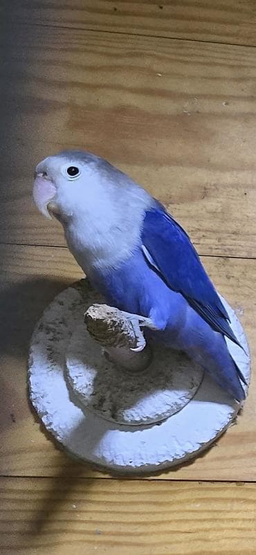 en ucuz at: Fiwer 6-7 ayliq 3 eded bala. texmini ikisi erkey biri mayaya — 3