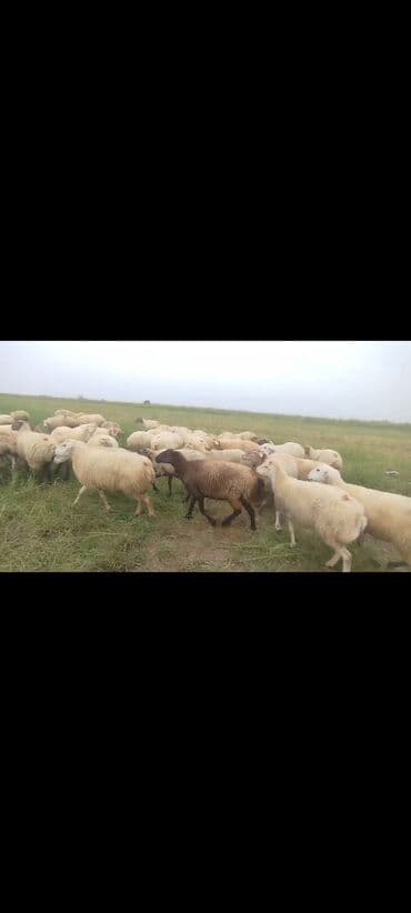 bakida cins ineklerin satisi: Dişi, il: 1, 50 kq, Damazlıq, Ünvandan götürmə — 14