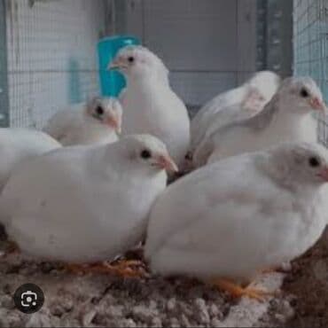 Texas bildirçinləri