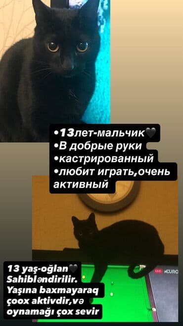 котята в баку бесплатно 2020: Кошки — 1