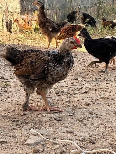 Kənd təsərrüfatı quşları: Toyuq cücələri, Damazlıq, Ödənişli çatdırılma — 1