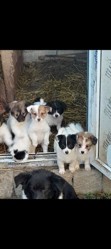 Zvonok, 3 ay, Ünvandan götürmə