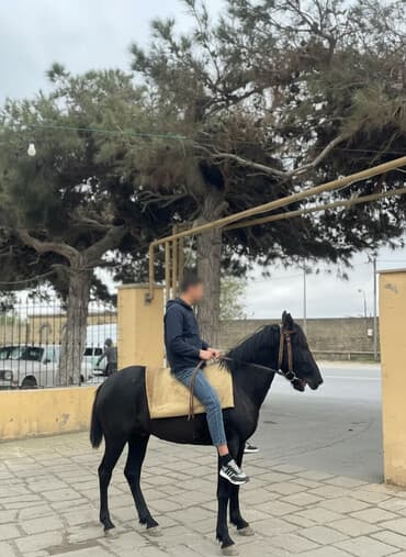 Salam.real alıcılara endirim olunacag.real alıcılar narahat edsin