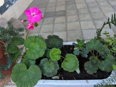 muellimler gunune aid sekiller: Her nov guler var endirimnen verecem Gencedi istiyen yazsin satiş — 34