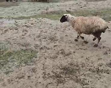 Dişi, il: 4, 28 kq, Damazlıq, Ödənişli çatdırılma