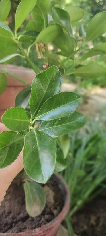 həmişə yaşıl bitkilər: Вечно зелёный куст — 1