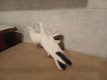 tap az quslar: 1 cut piyorkalar orta ciriq quyruq heyvalar super birweydi — 6