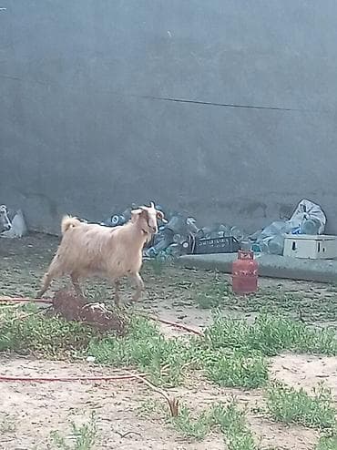 dog: Təsviri: - Uzun tüklü, açıq qızılı rəngdə keçi - Qısa, yuxarı dik — 2