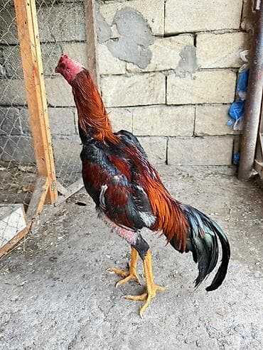 ağdam xoruz: Məhsul: Uzunboynuzlu, iri gövdəli xoruz (ehtimalən Asil/Hint qanlı — 3