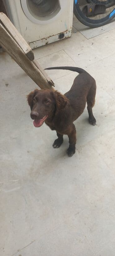 gence itler: Kurtxar, 3 ay — 3