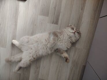 simental inekler satilir: Şotland yastı qulaq, Erkək, Yaxşı əllərə — 7