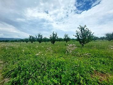 bakıda torpaq: 51 sot, Kənd təsərrüfatı, Mülkiyyətçi, Kupça (Çıxarış) — 1
