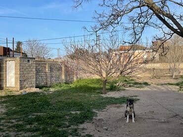 8 sot, Tikinti, Mülkiyyətçi, Bələdiyyə lalafo.az -da 8 sot, Tikinti, Mülkiyyətçi, Bələdiyyə