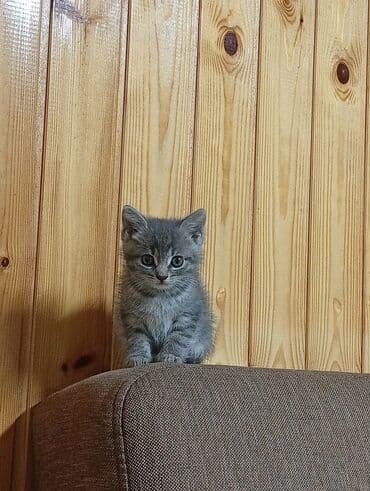 ağ pişik: В добрые руки — 2