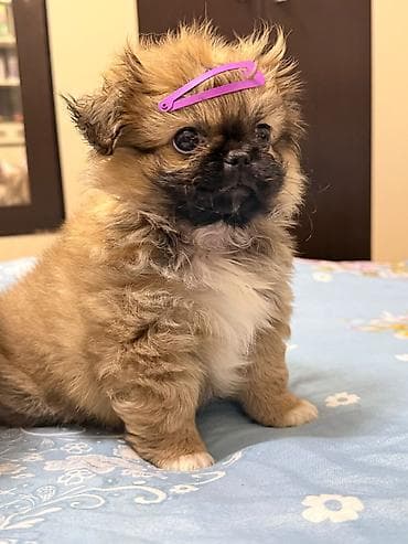 heyvanlar: Pekines — 2