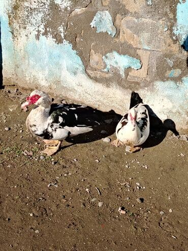 mirvari ördək: Salam. Elanı sona qədər oxuyun, sonra əlaqə saxlayın. 7 ədəd lal ördək — 2