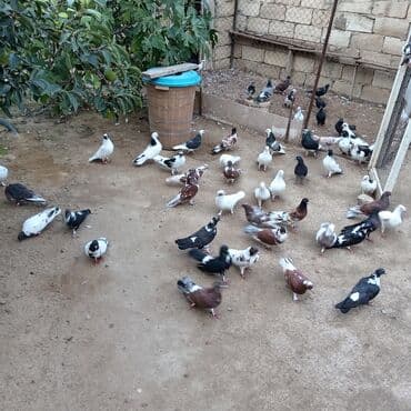 heyvanlara verilen xususi adlar: Məhsul: Ev göyərçinləri kolleksiyası Təsvir:kom satılır - Rəng — 2