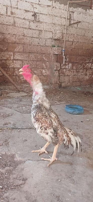 barter itlə: Xoruz, il: 1, Ünvandan götürmə — 2