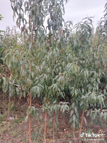 ağac dərmanları: Xurma (persimmon) tingləri – torf komları ilə - Növ: şirin xurma — 10