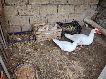 Ördəklər: Dişi, | Lal ördək, Damazlıq, Ünvandan götürmə — 6