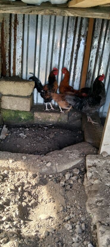 setteri it cinsinin digər adı: Toyuq, Damazlıq — 2