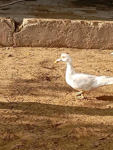 Ağ rəngli ördək - Növ: Ağ muskus/ev ördəyi tipli - Rəng: Tam ağ