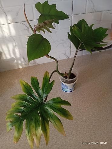 Комнатные растения: Yalnız real alıcılar şəxs yazsın!!! Filodendron bipinnatifidum — 3