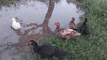 5ededi hamsi birge satilir 150manata .cutde.sata.bilerem — 1