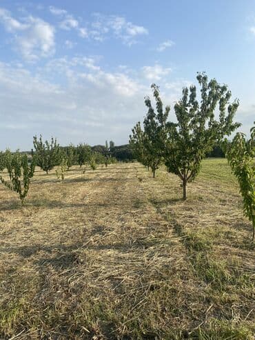 xacmazda findiq bagi satilir: 50 sot, Tikinti, Mülkiyyətçi, Bələdiyyə, Müqavilə, Kupça (Çıxarış) — 4