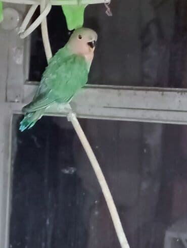 неразлучник: Bala veren cütler.Yuvaas bala al Tam sağlam quşlardı.Üiymət cütünə — 9