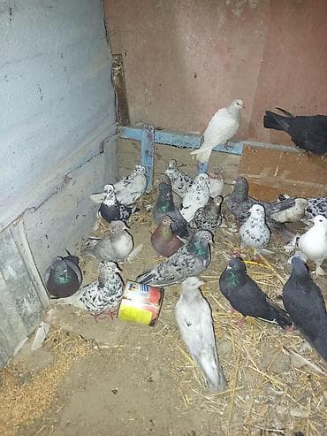 it sekileri: Məhsul: Ev göyərçinləri qrupu tərgitmə quşlar dı xayiş edlir real — 2