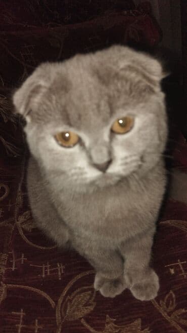 pişik qutusu: Şotland yastı qulaq, Dişi — 2