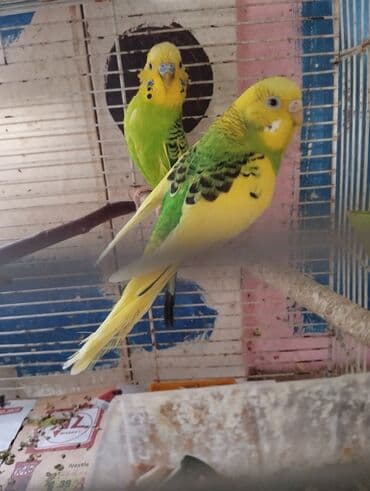 Cüt papuqaylar 1 bala real alıcıya razılaşma olacaq buyurub əlaqə