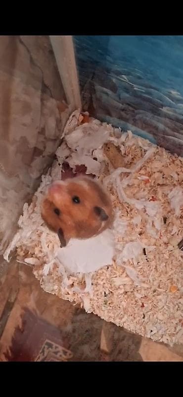 bala doşan: Növ: Suriyalı hamsterlər (qısa tüklü) Rəng: Ağ-qəhvəyi, ləkəli naxış — 4