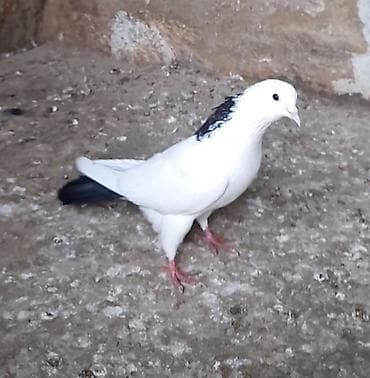 feniks quşu: Erkey — 2