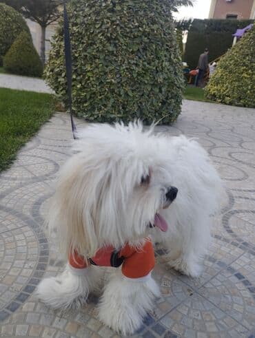 itler ucun: Malta bolonka — 3