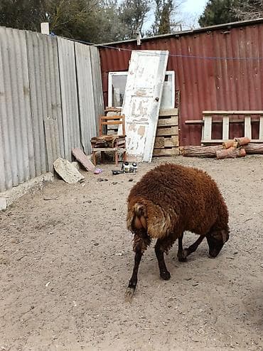 qoyun: Quzular 5-6 ayliqdilar erkəkdilər xüsusi bəslənirlər meyvə tərəvəzlə — 8