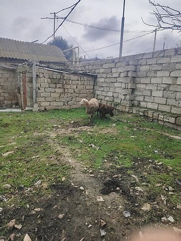 qoyun yemi: Salam alekum əkizə balalı heyvan qiymət razlşmaq olar bir erkə bir — 2