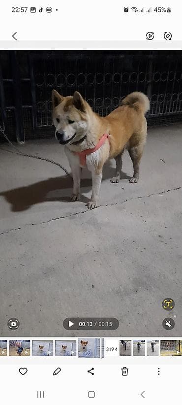 Akita-inu, 3 ay, Dişi