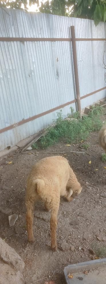 qaz ördək satışı: Quzu, Erkək, ay: 5, Ünvandan götürmə — 2