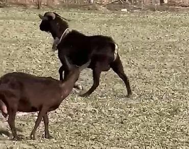 Murçiano keçi sürüsü. Qiymetlər 250 den başlayır — 1