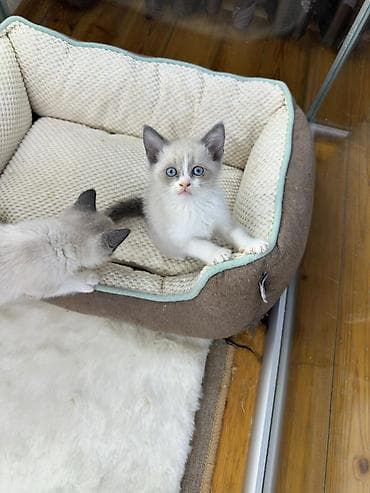 pişik sumkası: Siam — 9