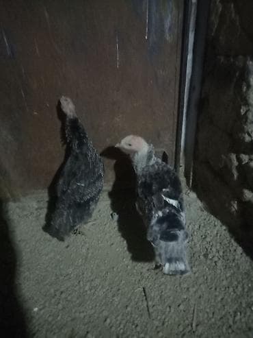 qoyun sekli: Məhsul: gənc hinduşkalar Təsvir: - Şəkillərdə göstərilən gənc — 2