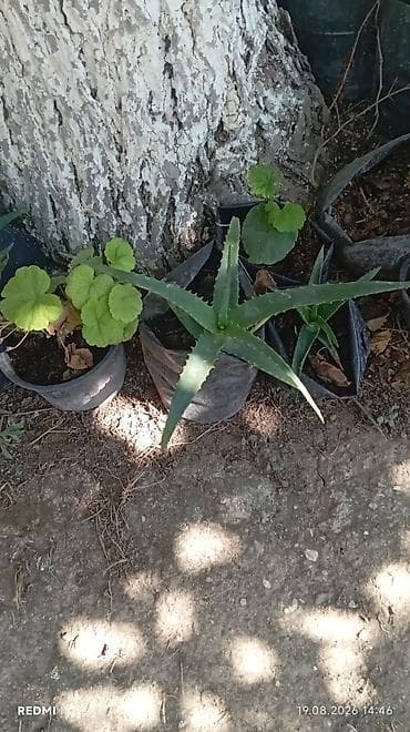 xari bulbul ciceyi: Aloe vera və dekorativ sukulentlər – saksıda Məhsul təsviri: - — 5