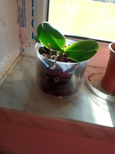 orxideya gülü: Orxideya qehveyi ciçek açir. sağlamdır qeşengdir — 5