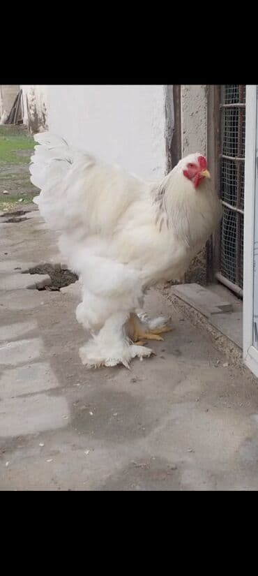 Qoyunlar, qoçlar: 7 aylıq xoruzdu. Fikri ciddi olan yazsın. Bu qiymətə quzu alaram — 5